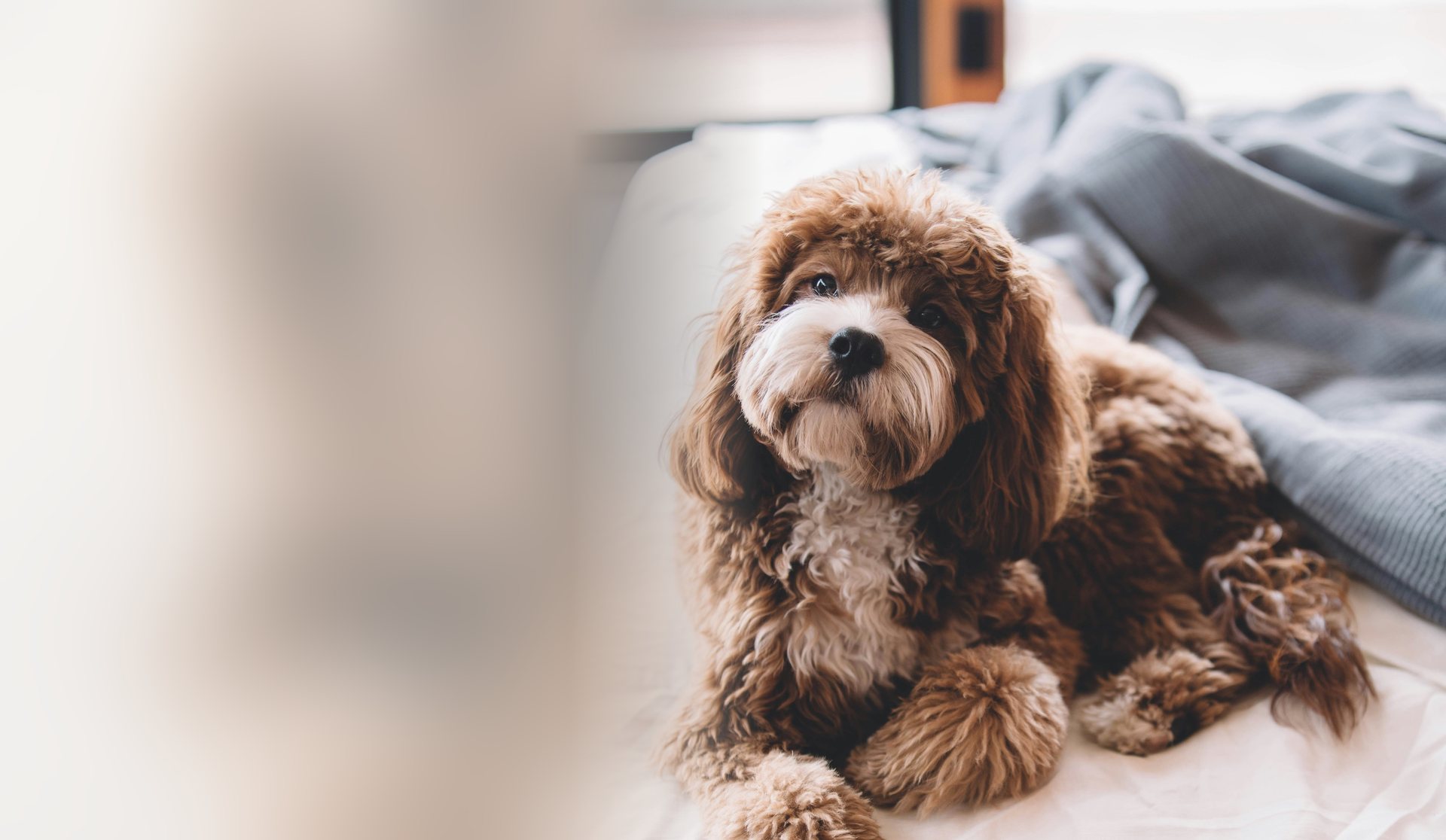 A brown cockapoo lying on a white bed with a grey blanket behind it