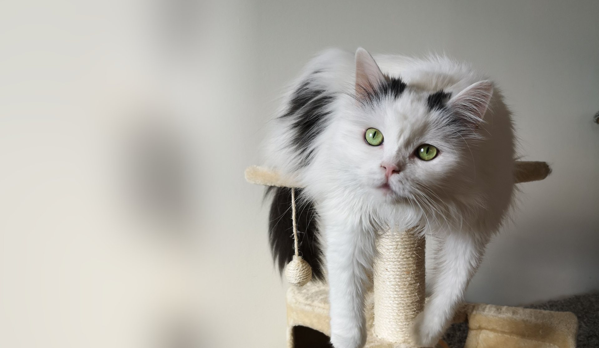 A long-haired white cat draped over the top of a beige cat tree