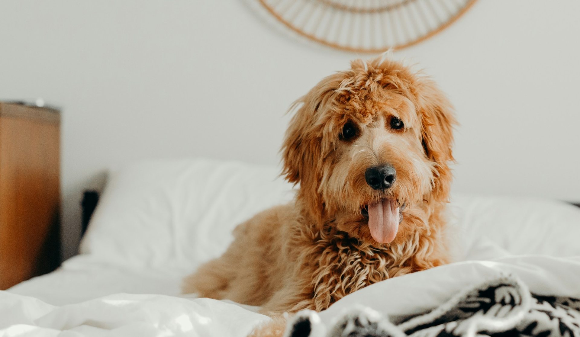 A goldendoodle sitting on a white bed beneath a round rattan mirror