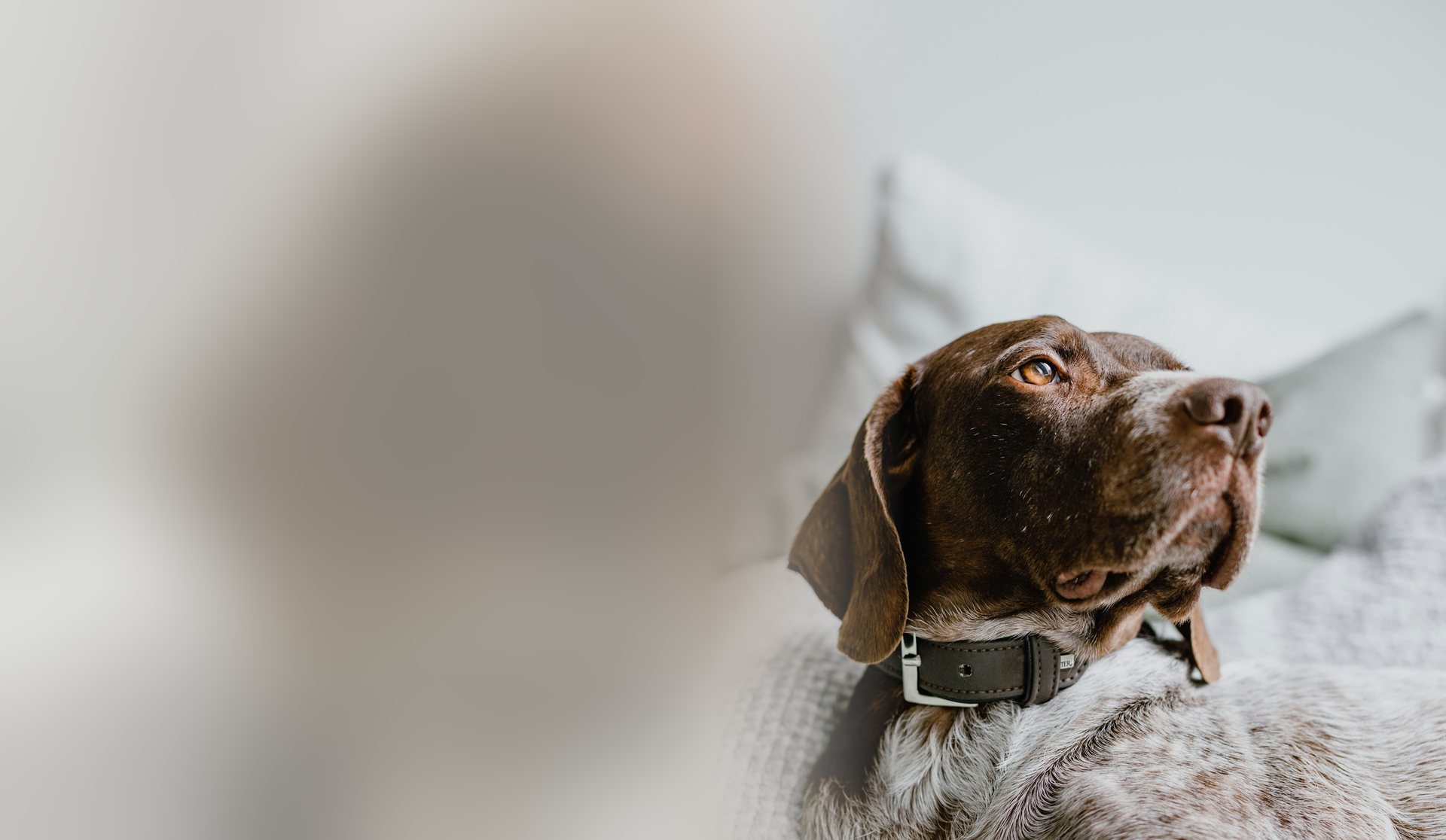 A brown and white pointer resting its head on a knitted blanket