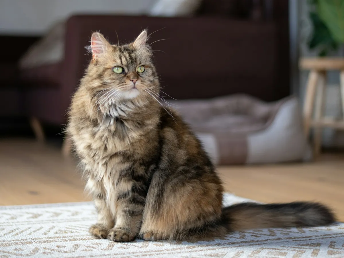 A large Maine Coon cat sitting on a rug in a bright living room