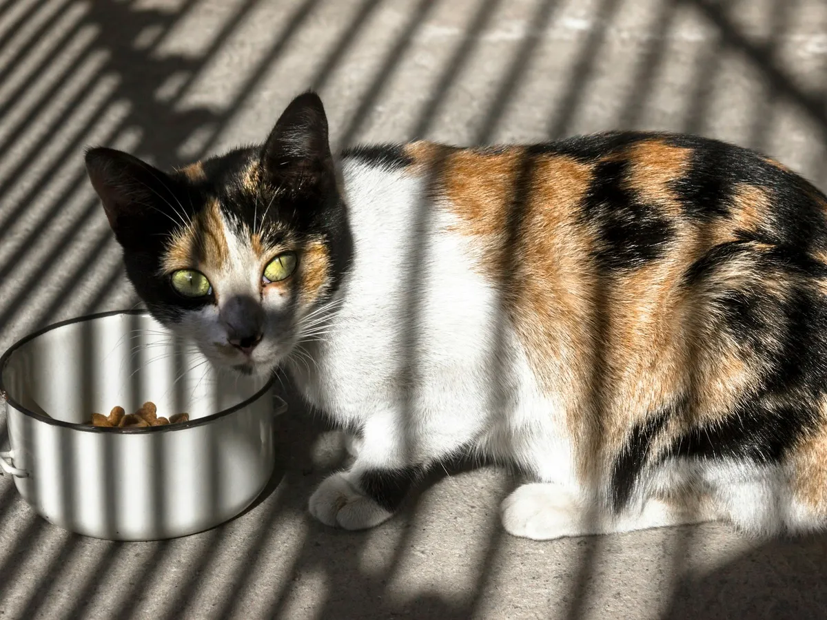 A calico cat beside a stainless steel bowl in striped sunlight