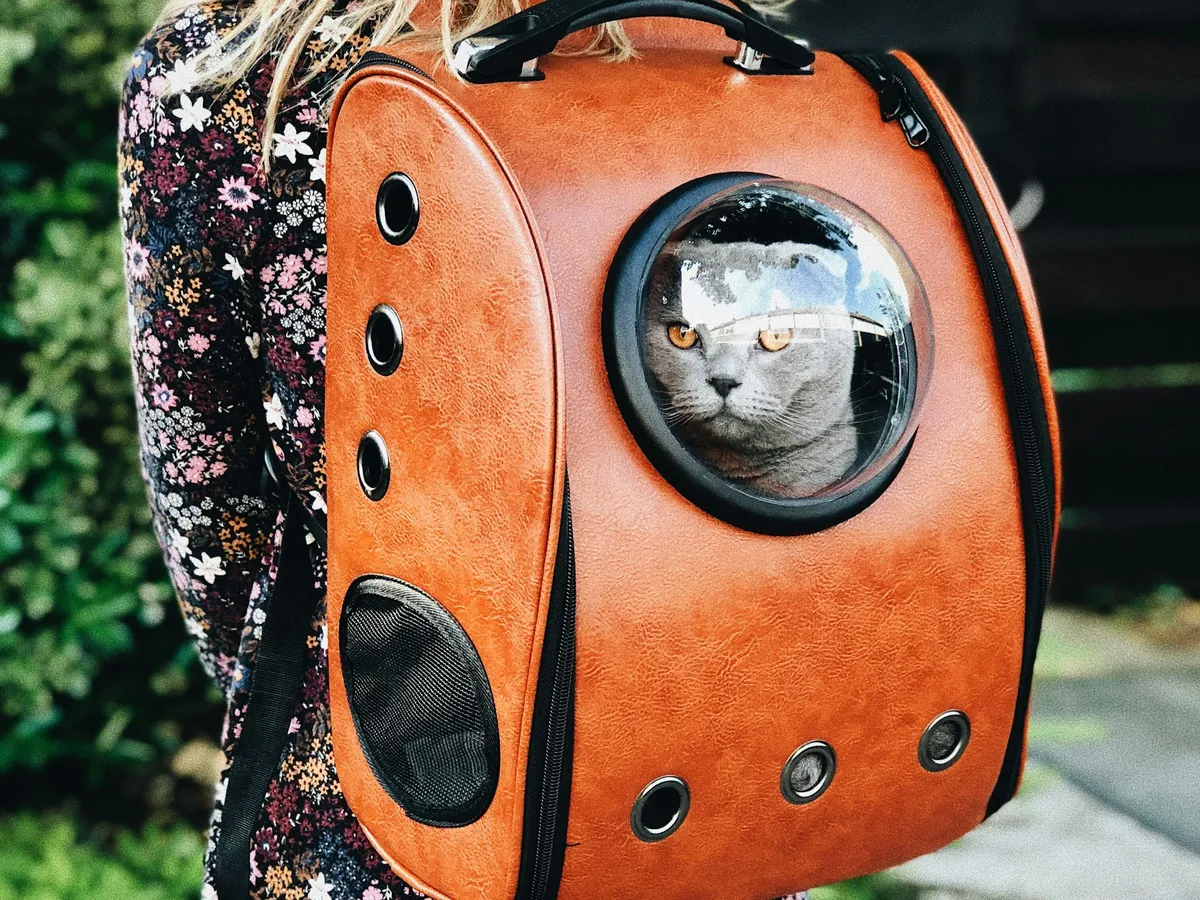 A grey cat looking out of the window of a leather backpack carrier