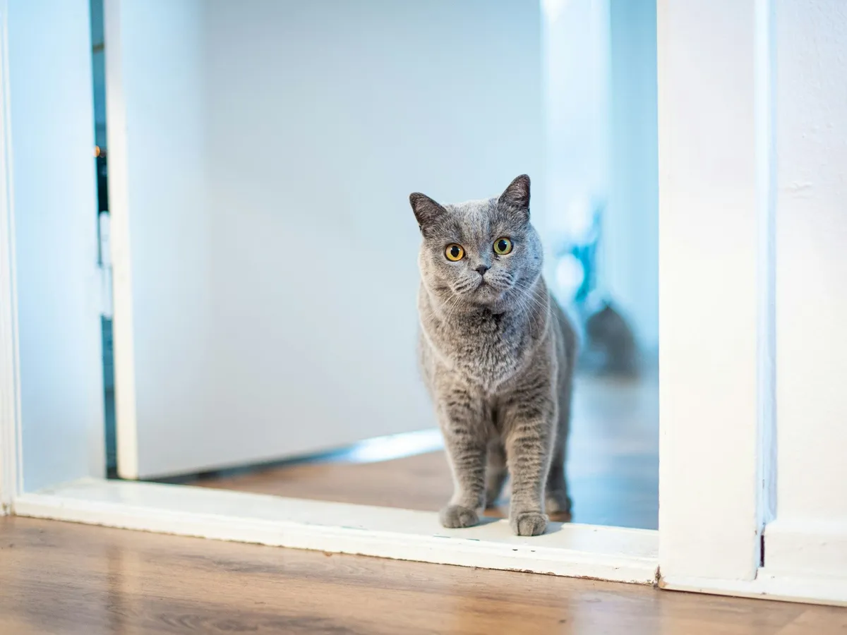 A grey cat standing in a bright white doorway