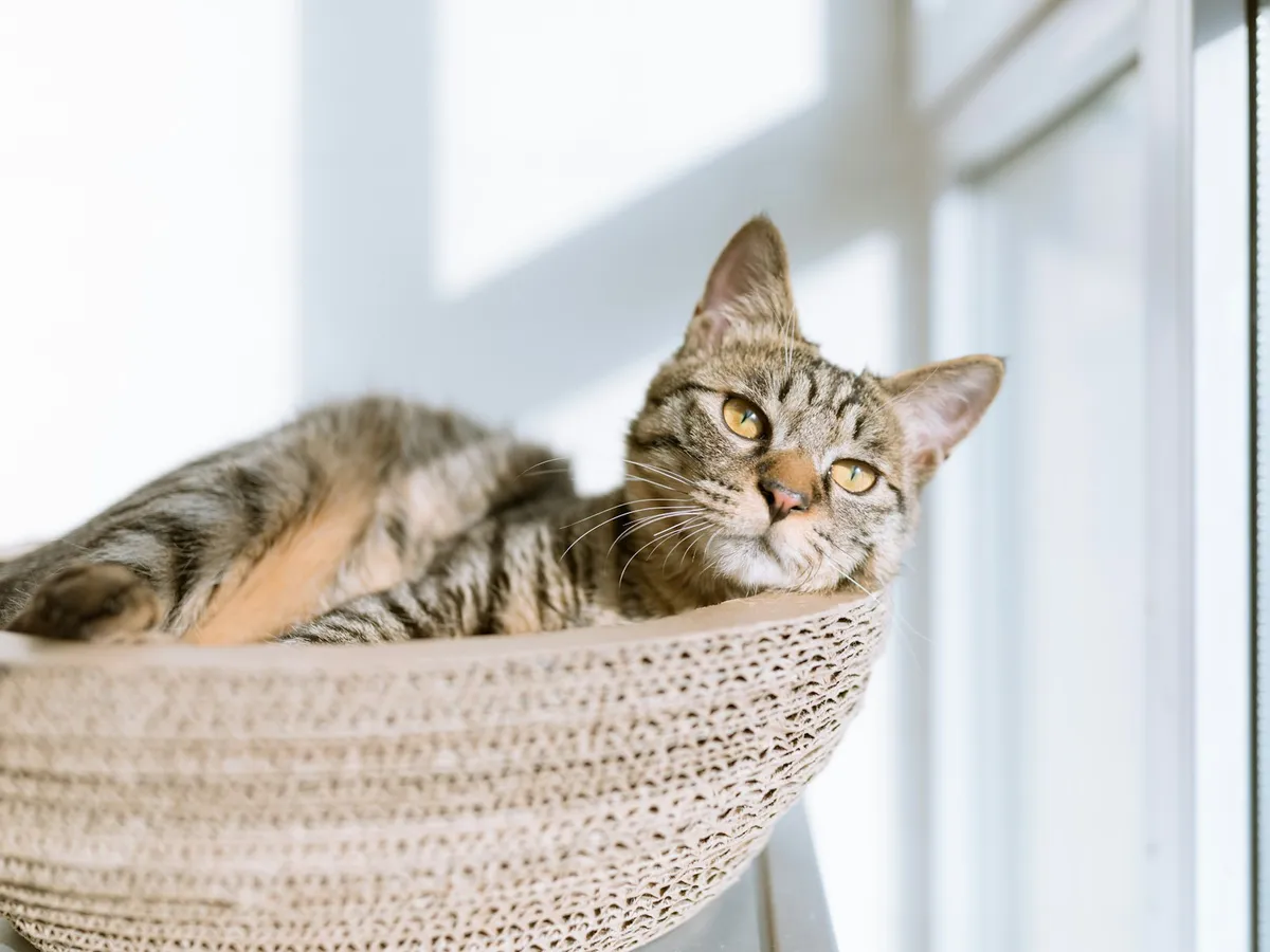 A silver tabby cat resting in a woven cat bed beside a bright window