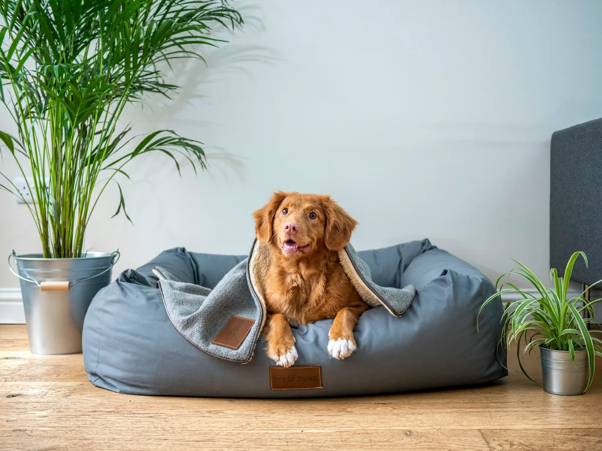 A red retriever lying in a grey dog bed between two potted palms