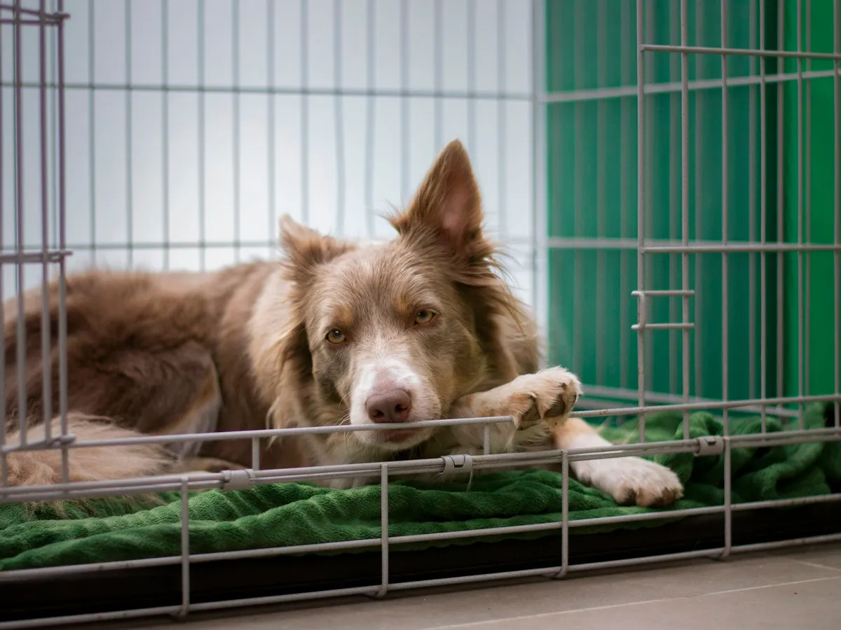 A brown dog lying in an open wire crate