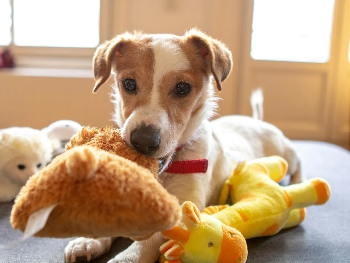 A terrier holding a plush toy on a bed with other toys