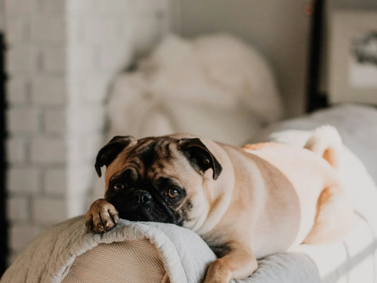 A fluffy dog lying on a bed with a toy