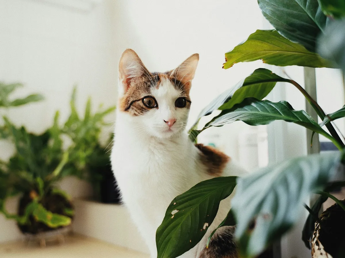 A calico cat among houseplants in a clean white room