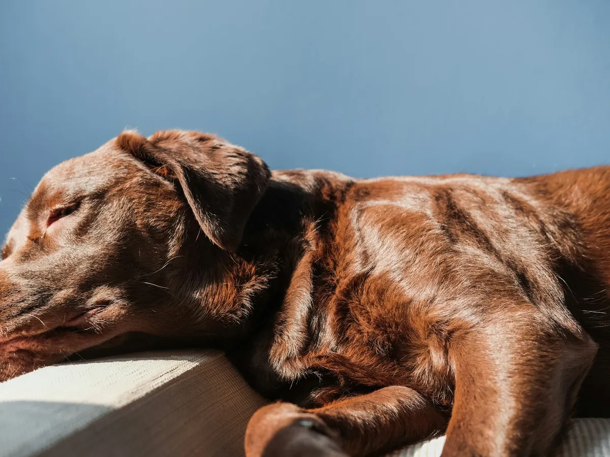 A brown short-coated dog lying on a wooden floor in a bright living room