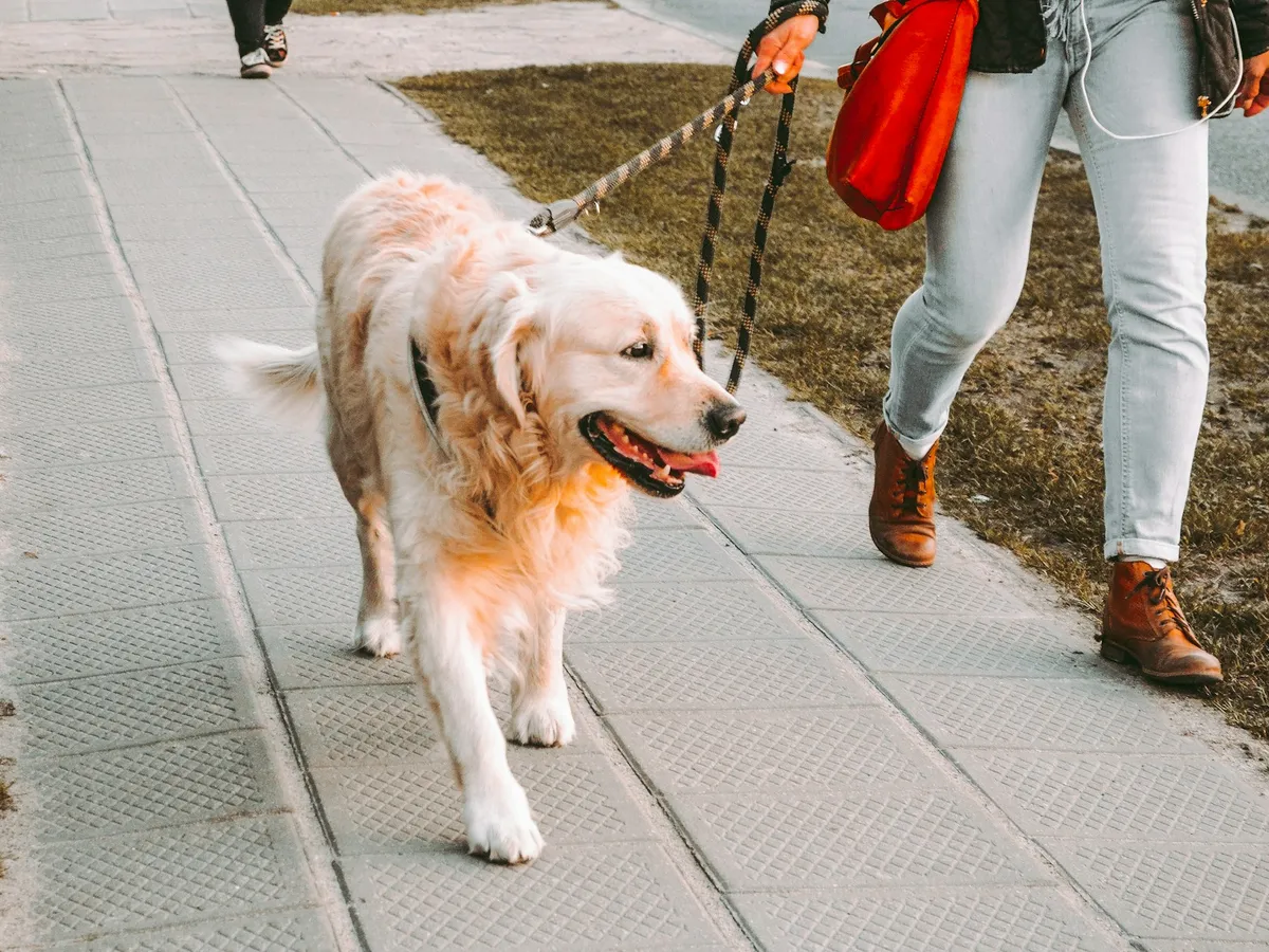 A golden retriever on a leash walking beside its owner on a sunny sidewalk